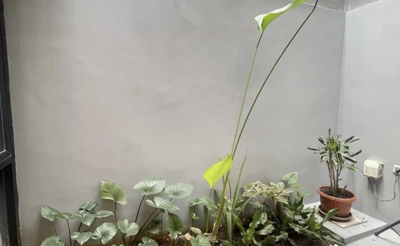 ezgif.com-optiwebp 10